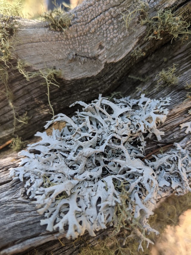 lichen on root ball.1626336515.jpg