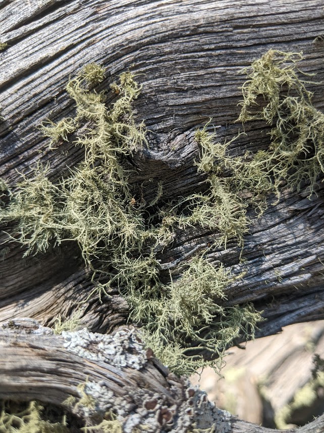 lichen on root ball1.1626336515.jpg