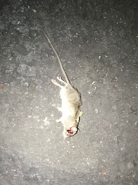Little Rat, Pinky loses Brain.1625243618.jpg