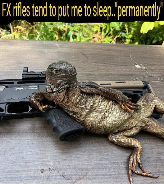 lizzard11.jpg