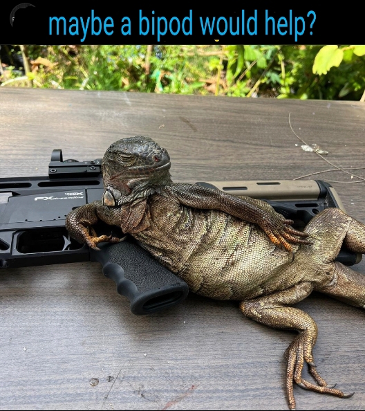 lizzard3.jpg