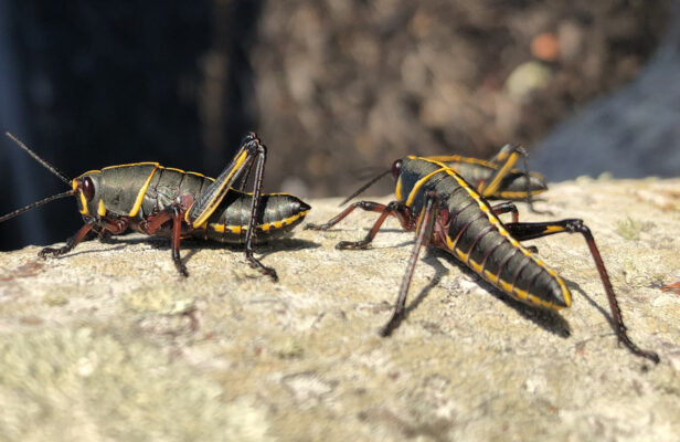 lubber-grasshopper-MLV22-2rz-e1649256912141.jpg