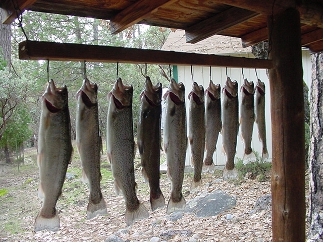 Lucky day trout, getting the smoker ready.1621951275.JPG