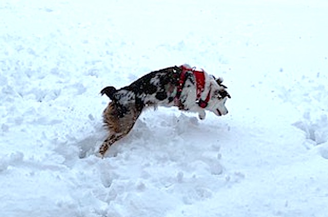 M in snow.1644276336.jpg