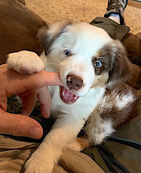 Mag chew.1602776531.jpg