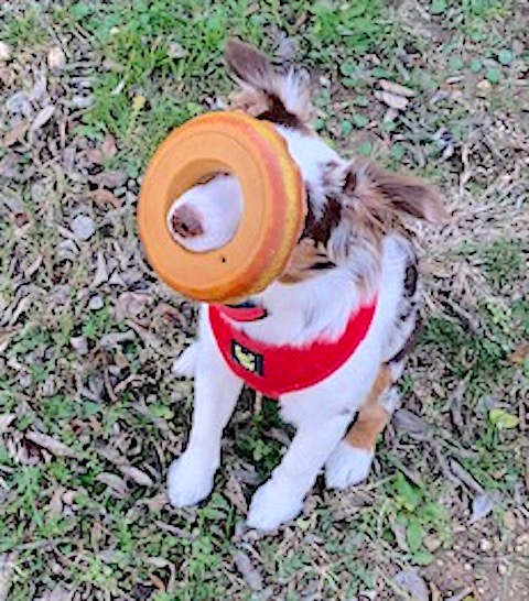 Mags donut.1615323066.jpg