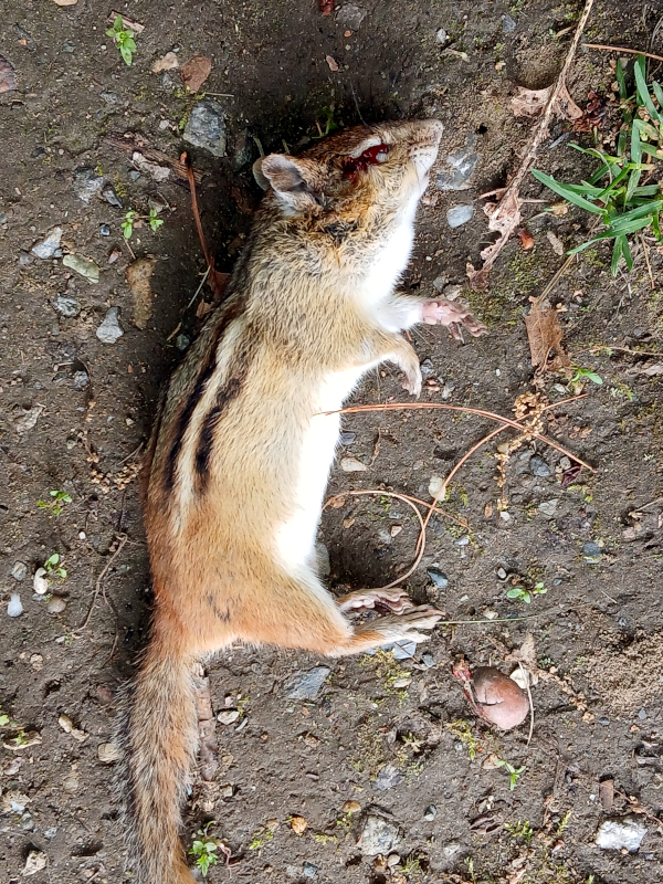 Male01a_05292025.jpg