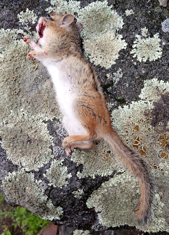 Male_06182025.jpg