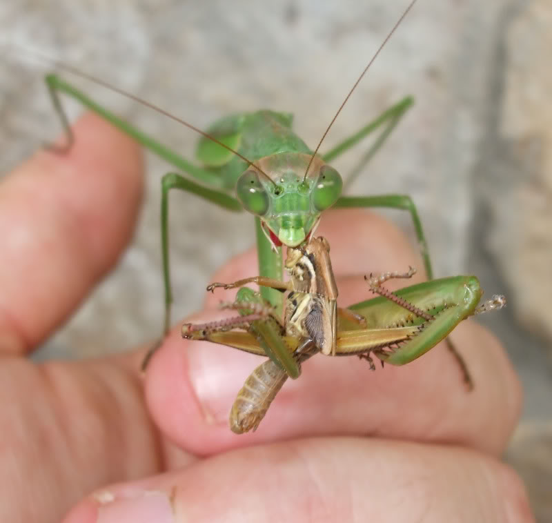 mantis2.jpg
