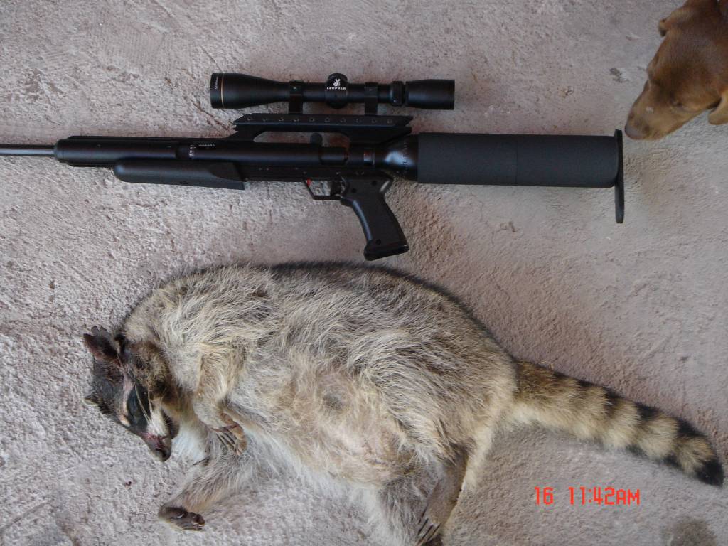 Mapache 1 libslp.1635684608.JPG