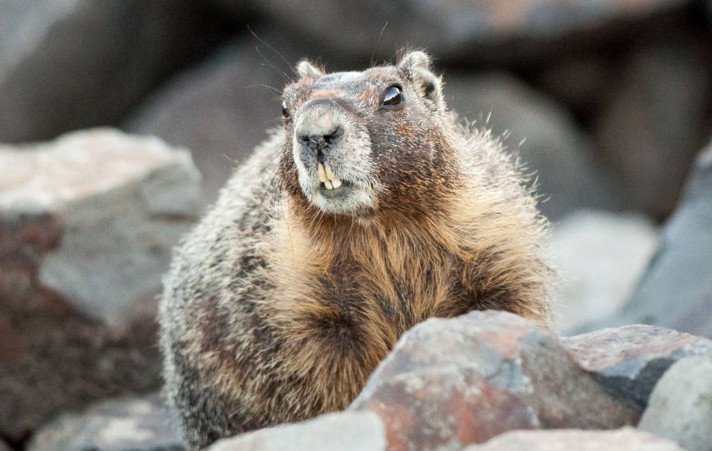 marmot_mean.1599018824.jpg