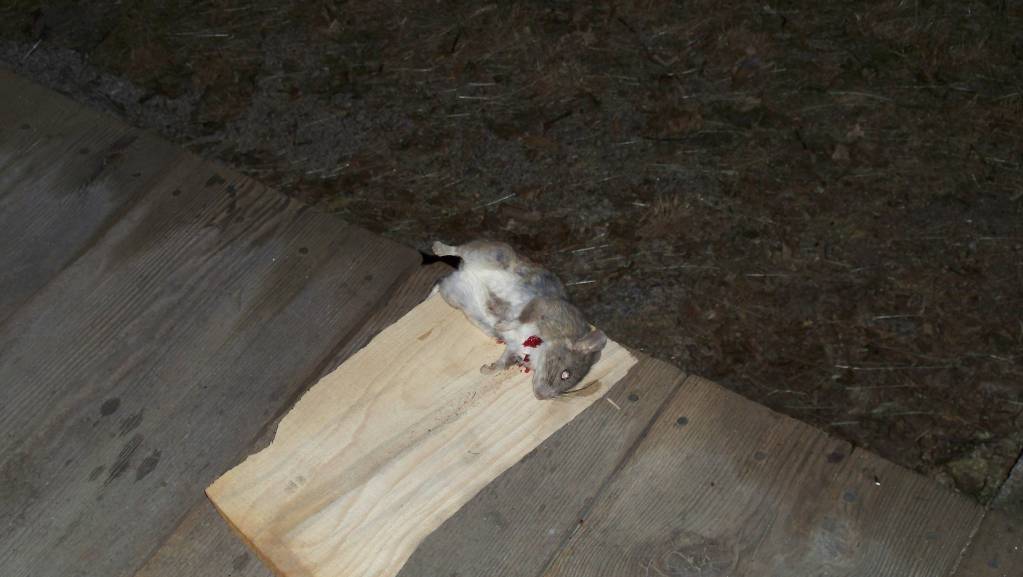May 10 2019 throat shot.1624754793.JPG