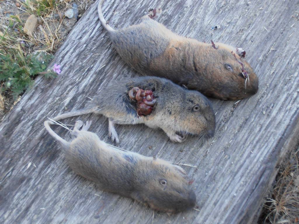 May 11 21 Gopher hunt.1620914911.JPG