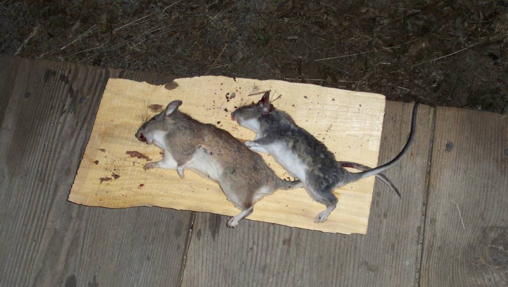 May 12 2019 Night hunt at shop.1624754595.JPG