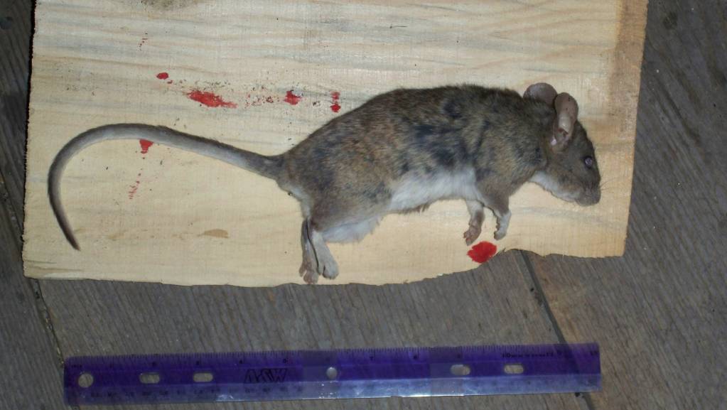 May 6 2019 shoulder vitals shot Big Rat.1624754663.JPG