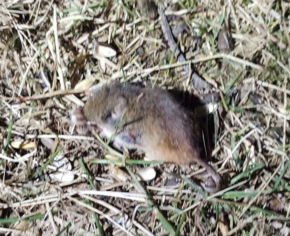 minimus1.jpg