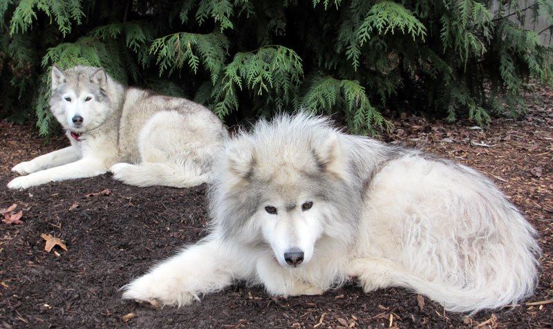 mistyoshihuskies.1651225597.jpg
