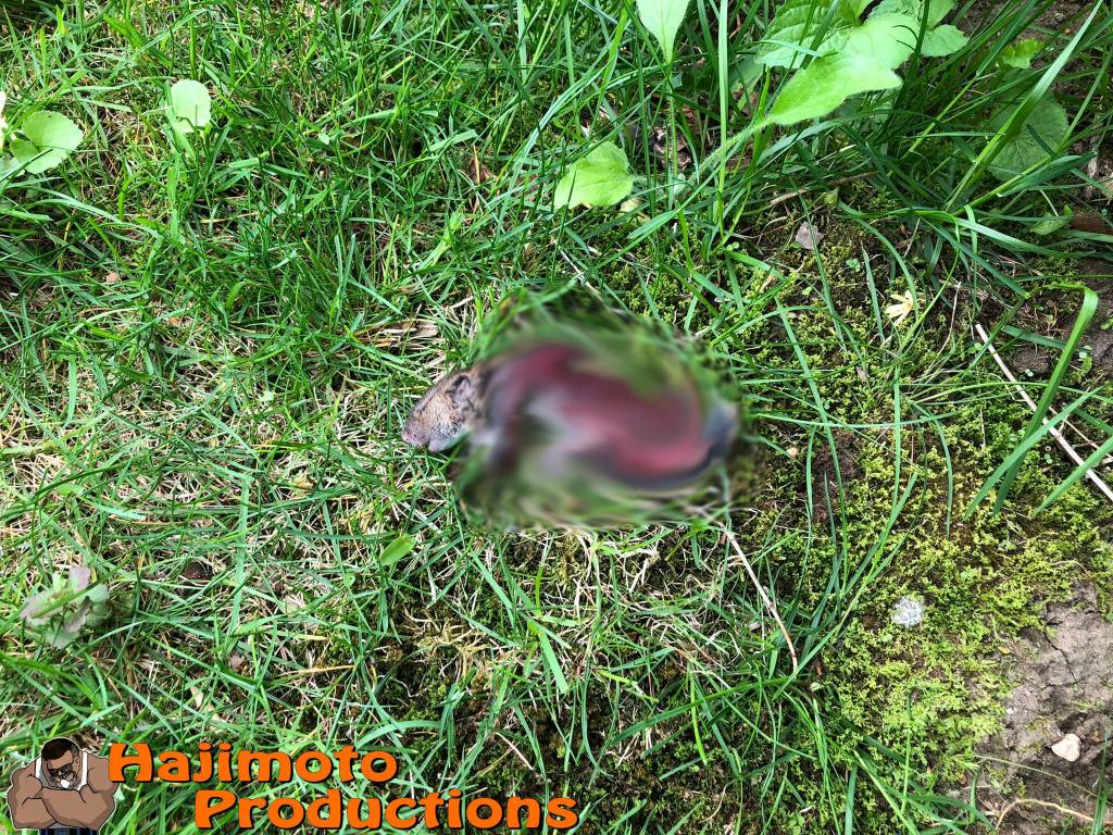 mole 4_ - blur.1652878277.JPG