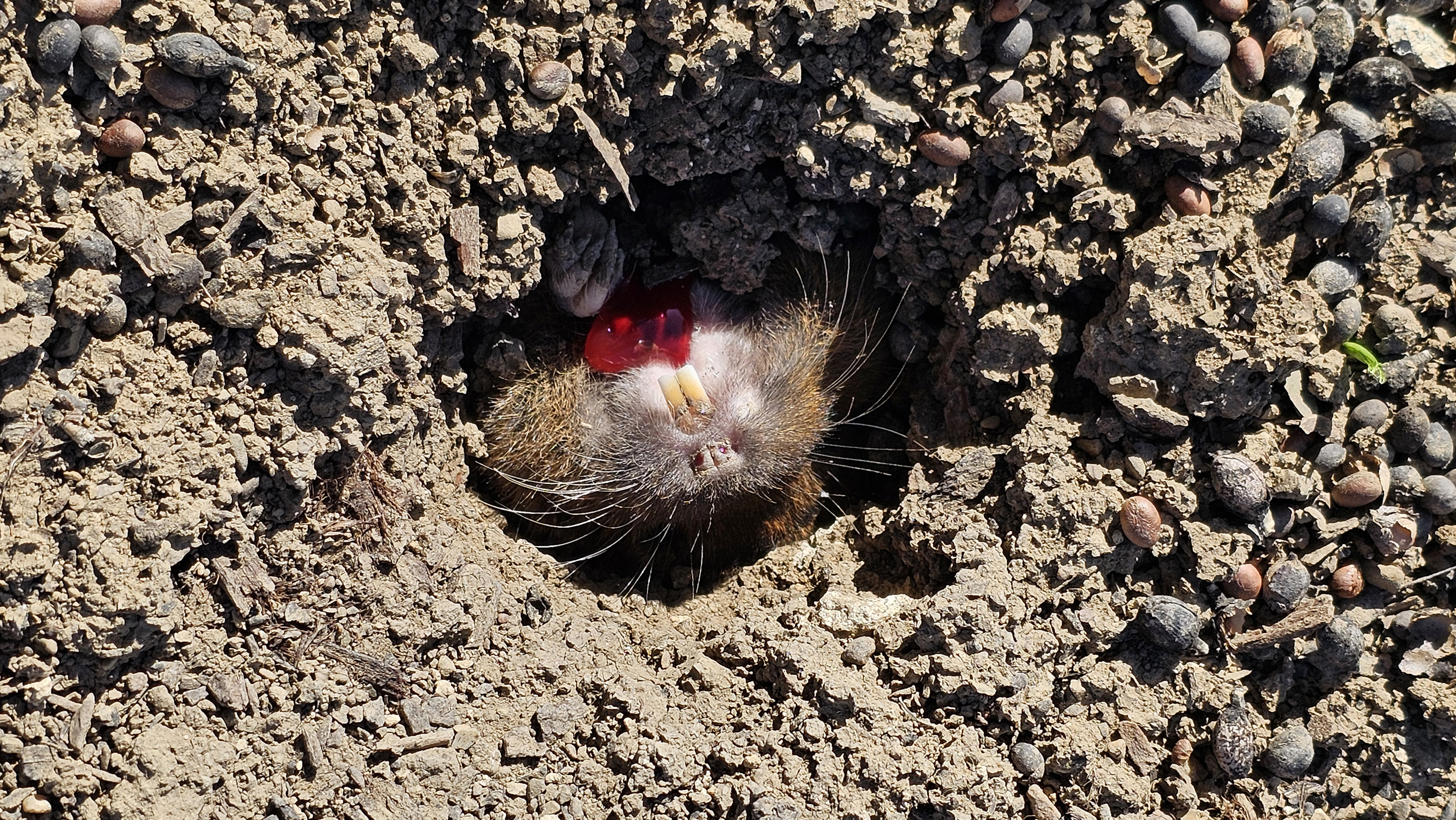 mole3.jpg
