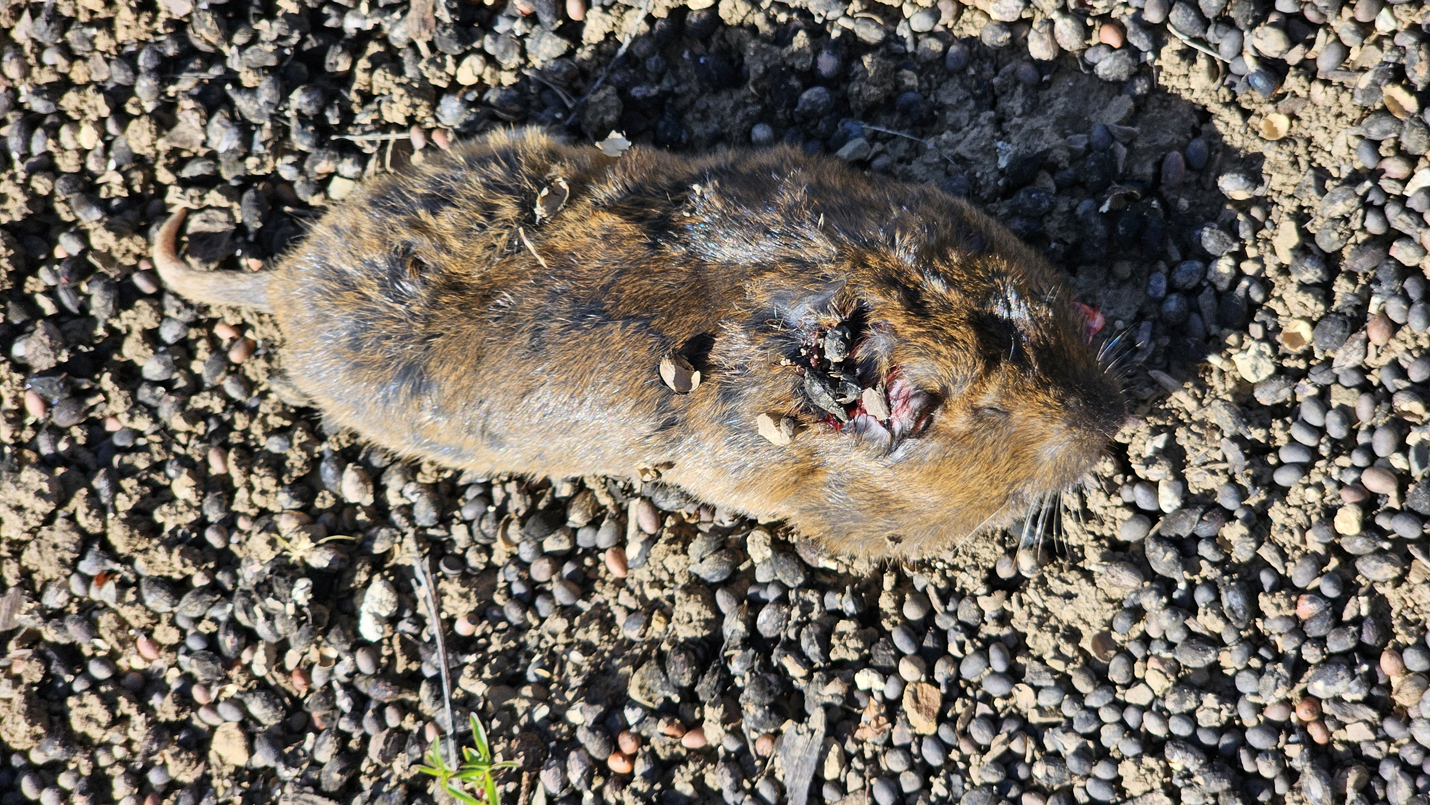 mole4.jpg