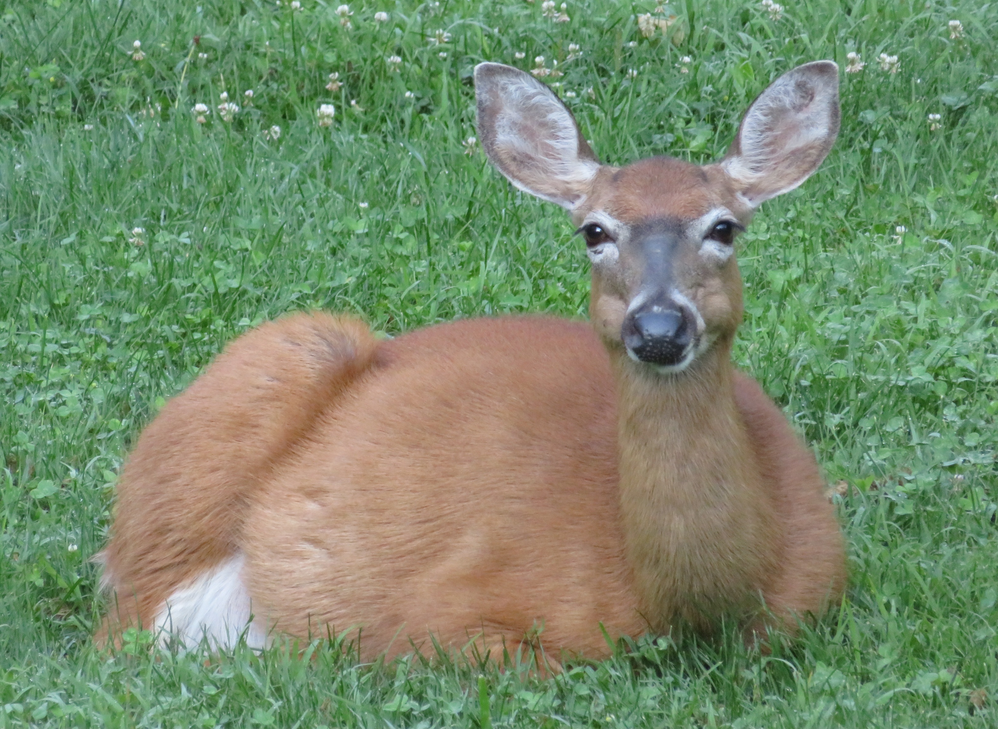 Molly July 30, 2025.JPG