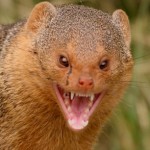 mongoose.1615155483.jpg