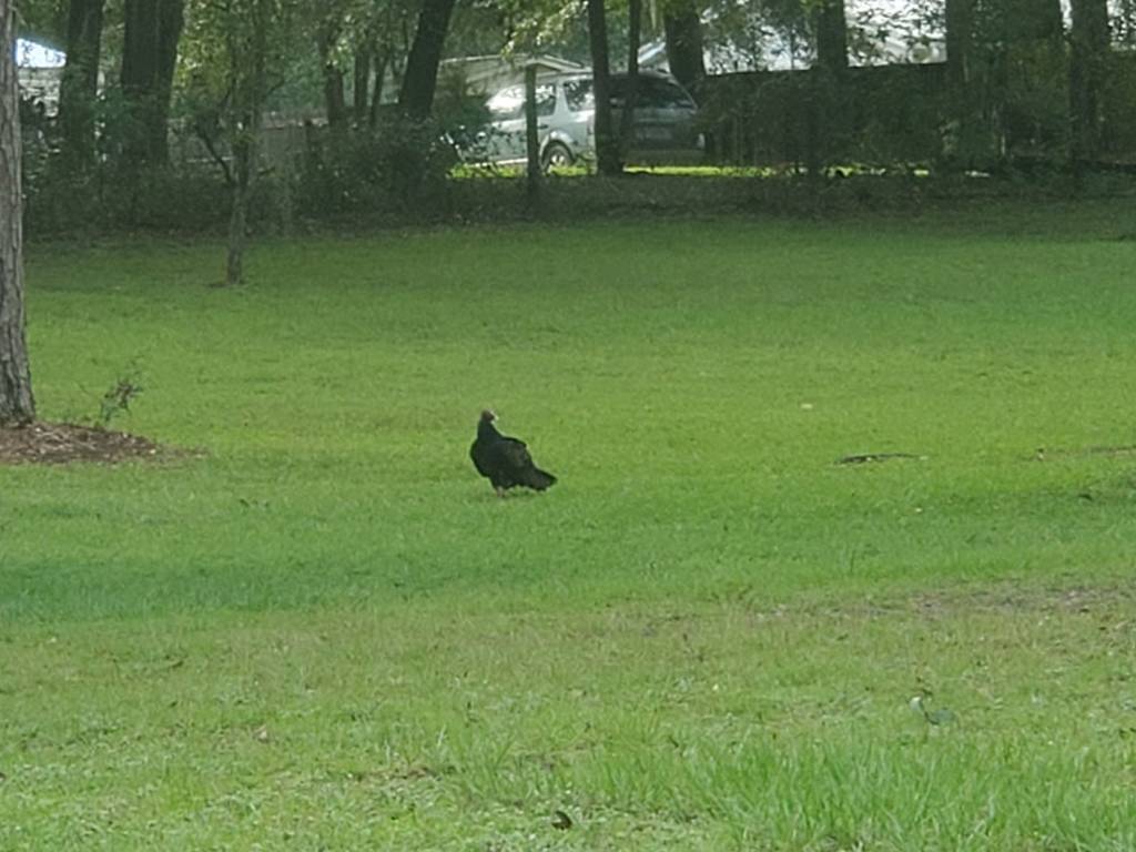 Mr Buzzard.1632259743.jpg