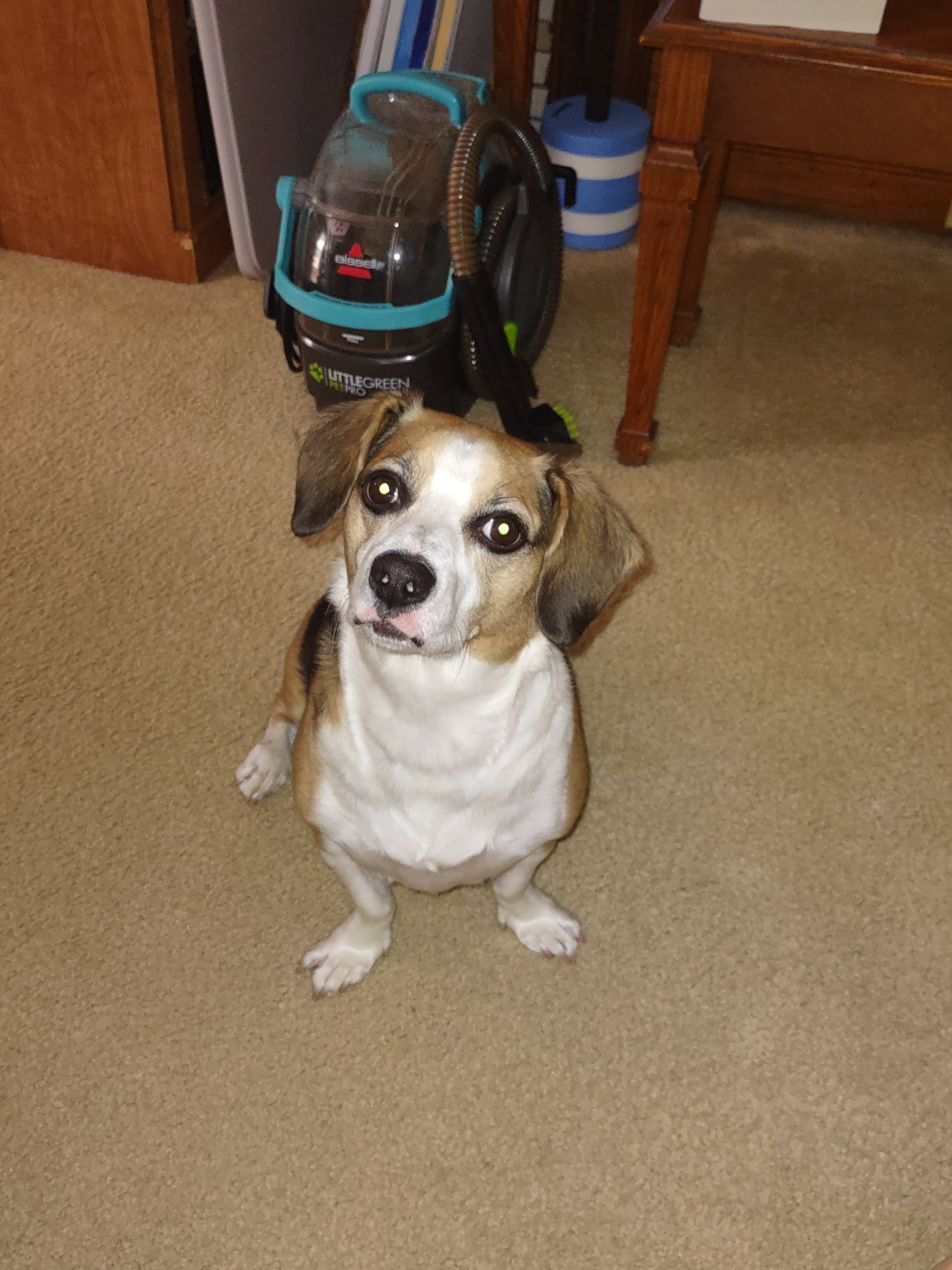Murphy hearing word treat.jpg