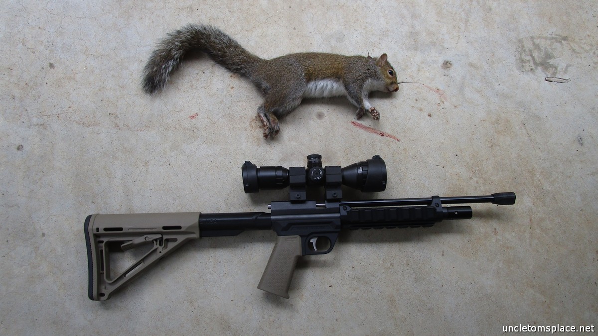 N-Squirrel.jpg