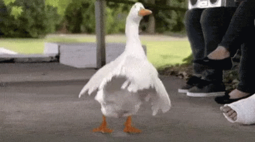 na na na dancing duck.1600272756.gif