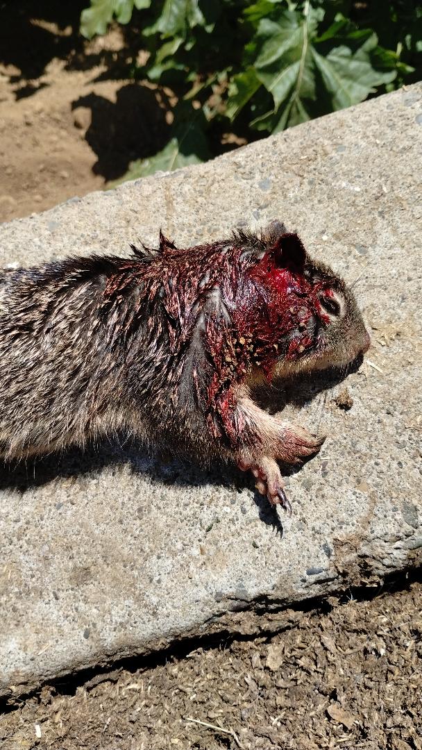 nettlepatchsquirrel.jpg