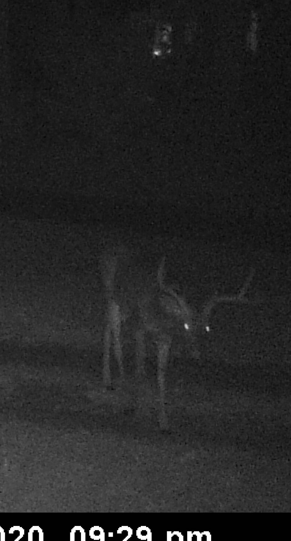 NiceBuck.1606518305.jpg
