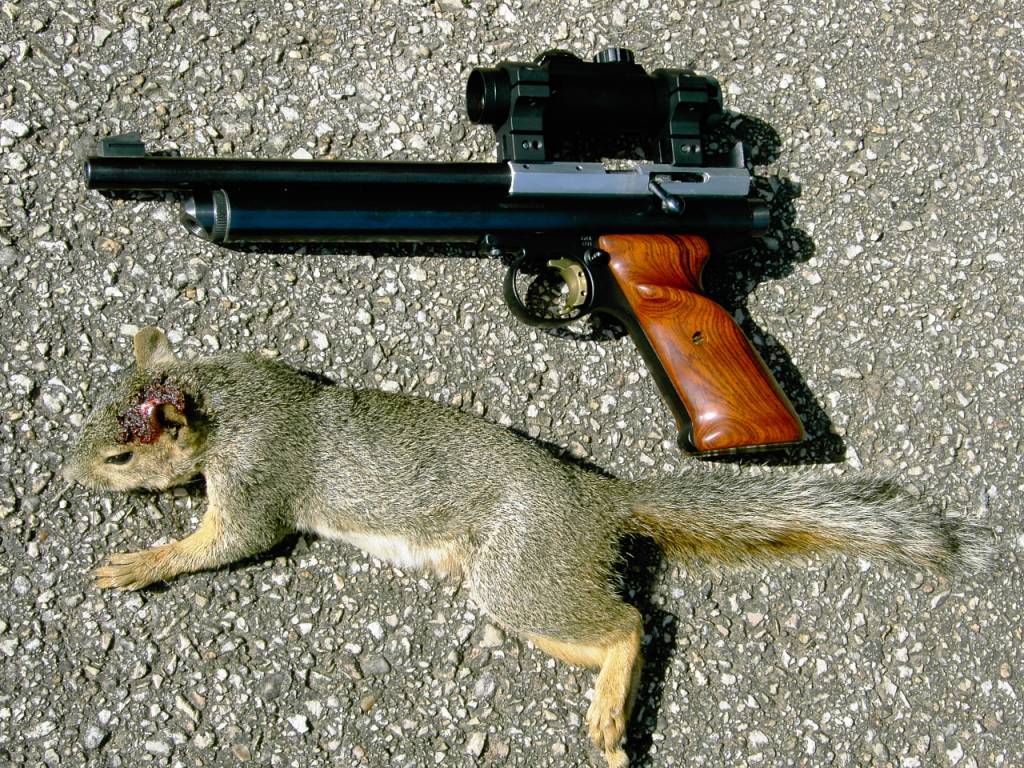 Nine squirrel.1645408333.JPG