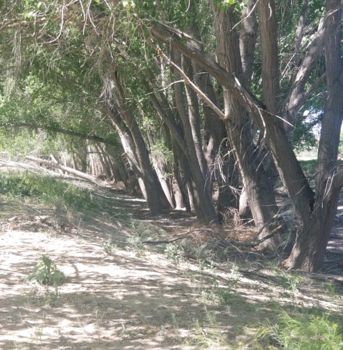 north side of the V of trees.jpg