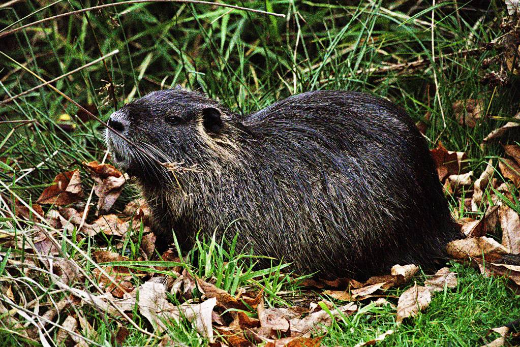 nutria.pardoned.1634995723.jpg