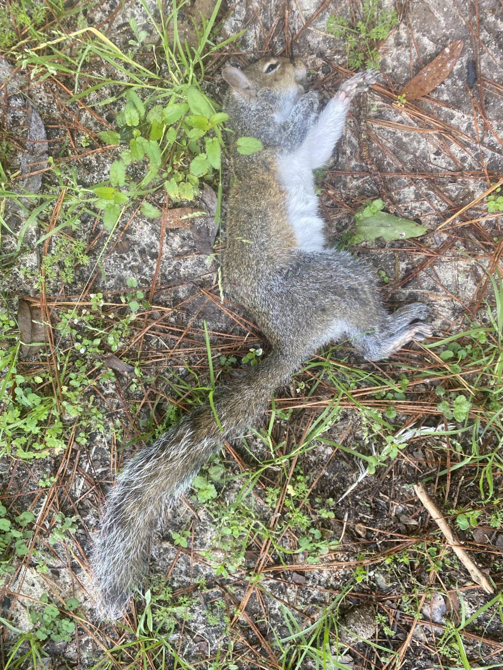 Oak Tree Squirrel.1642257711.JPG