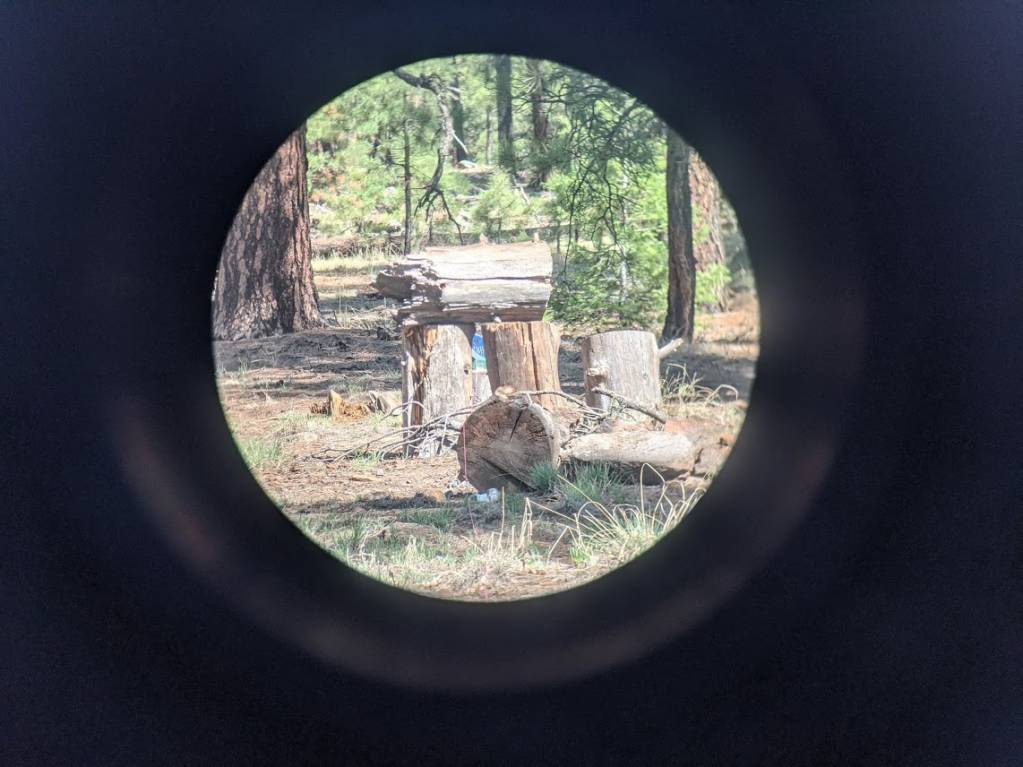 obscured pigeon.1626335716.jpg