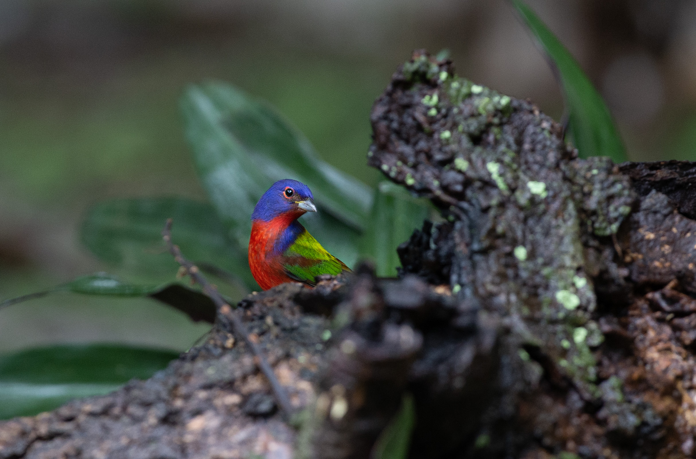 Painted Bunting - Cropped - IMG_7966 copy.jpg