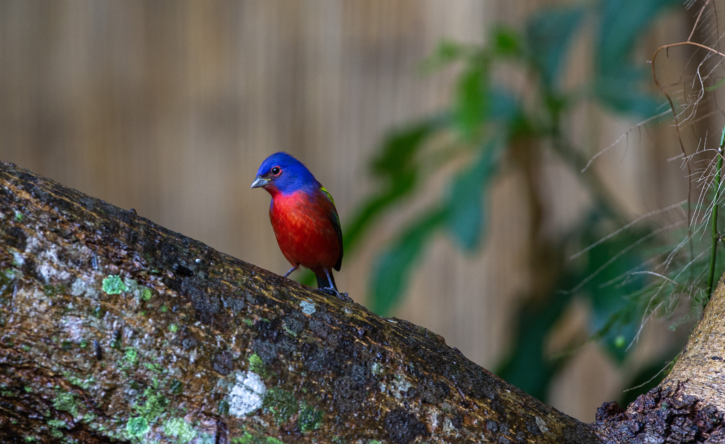 Painted Bunting - Cropped - IMG_8035 copy.jpg
