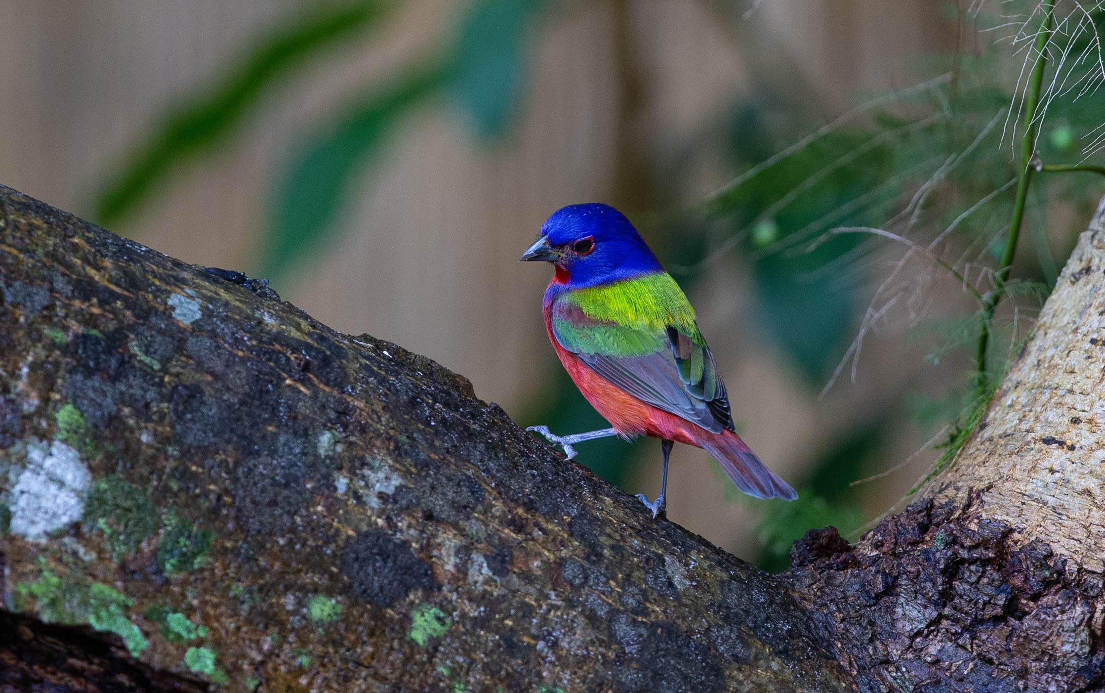 Painted Bunting - Cropped - IMG_8157 copy.jpg
