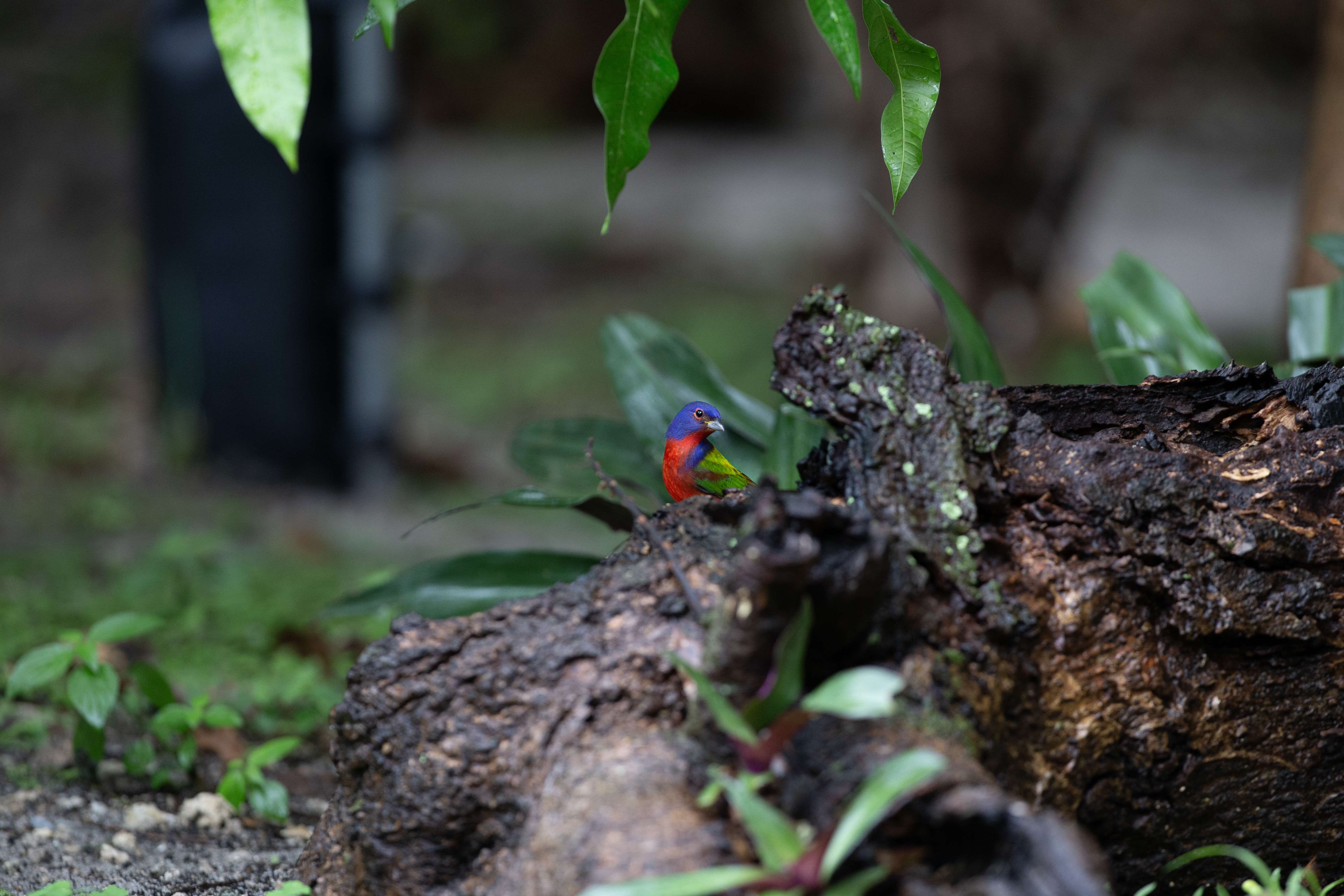 Painted Bunting - IMG_7966 copy.jpg