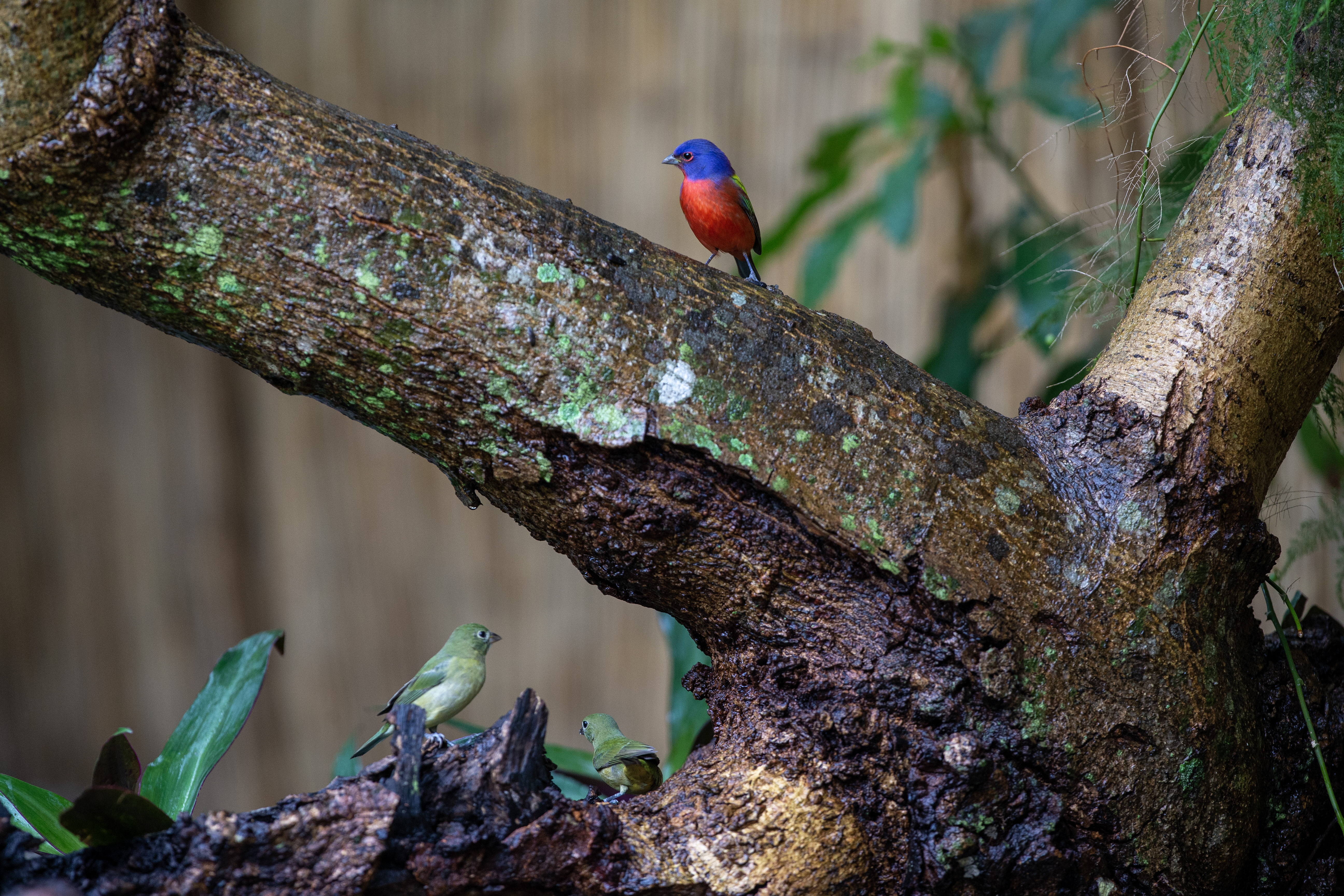 Painted Bunting - With Females - IMG_8054 copy.jpg