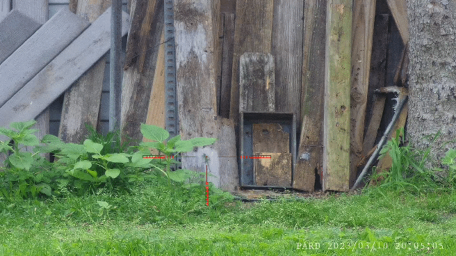 PARD_20230310_200501_2.gif
