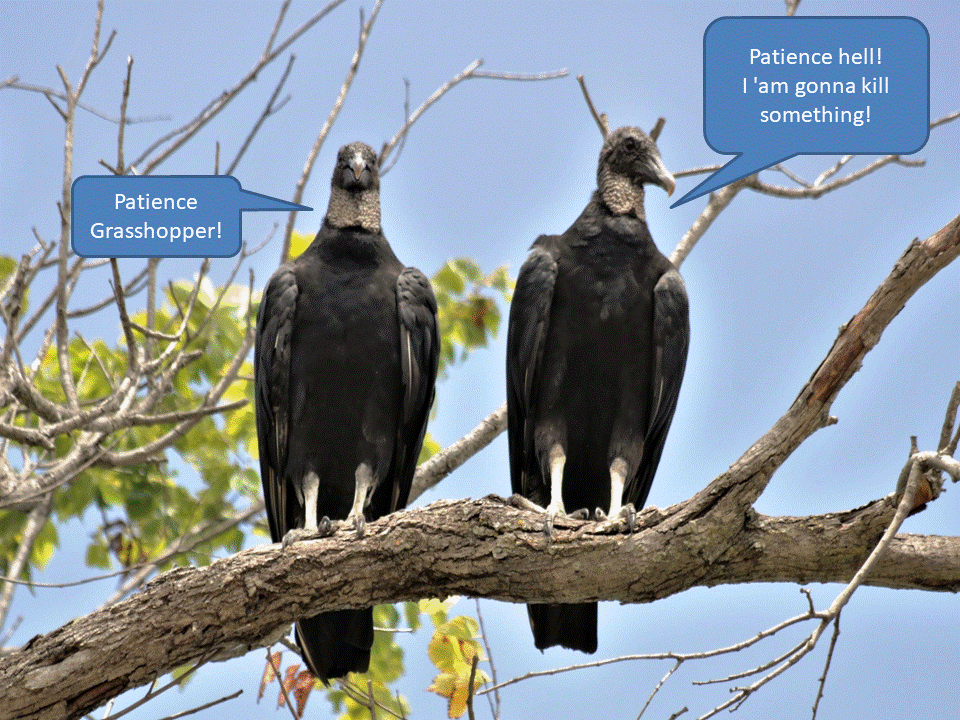 Patience Grasshopper.1642347563.gif