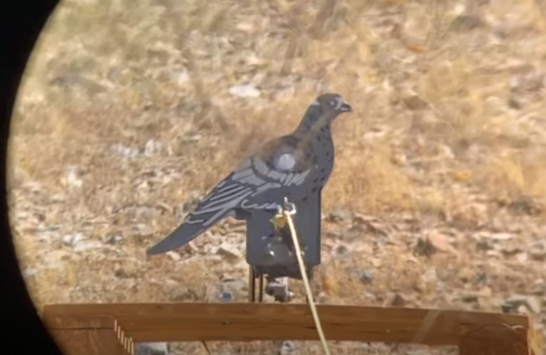 pigeon.1606710777.jpg