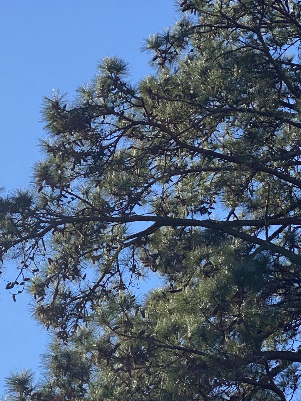 Pine Tree.1641397874.JPG