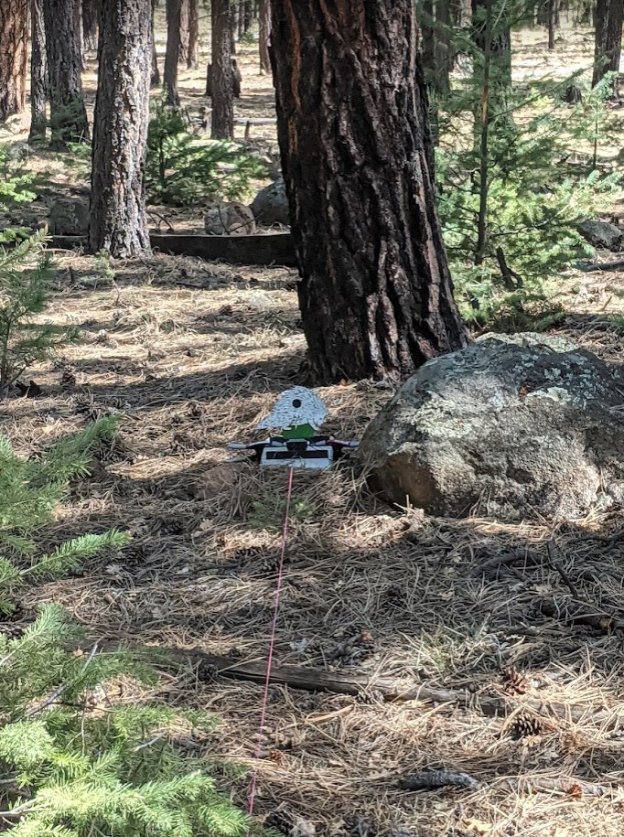 porcupine.1652676628.jpg