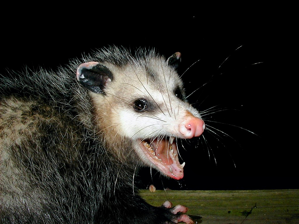 possum.1606288841.jpg