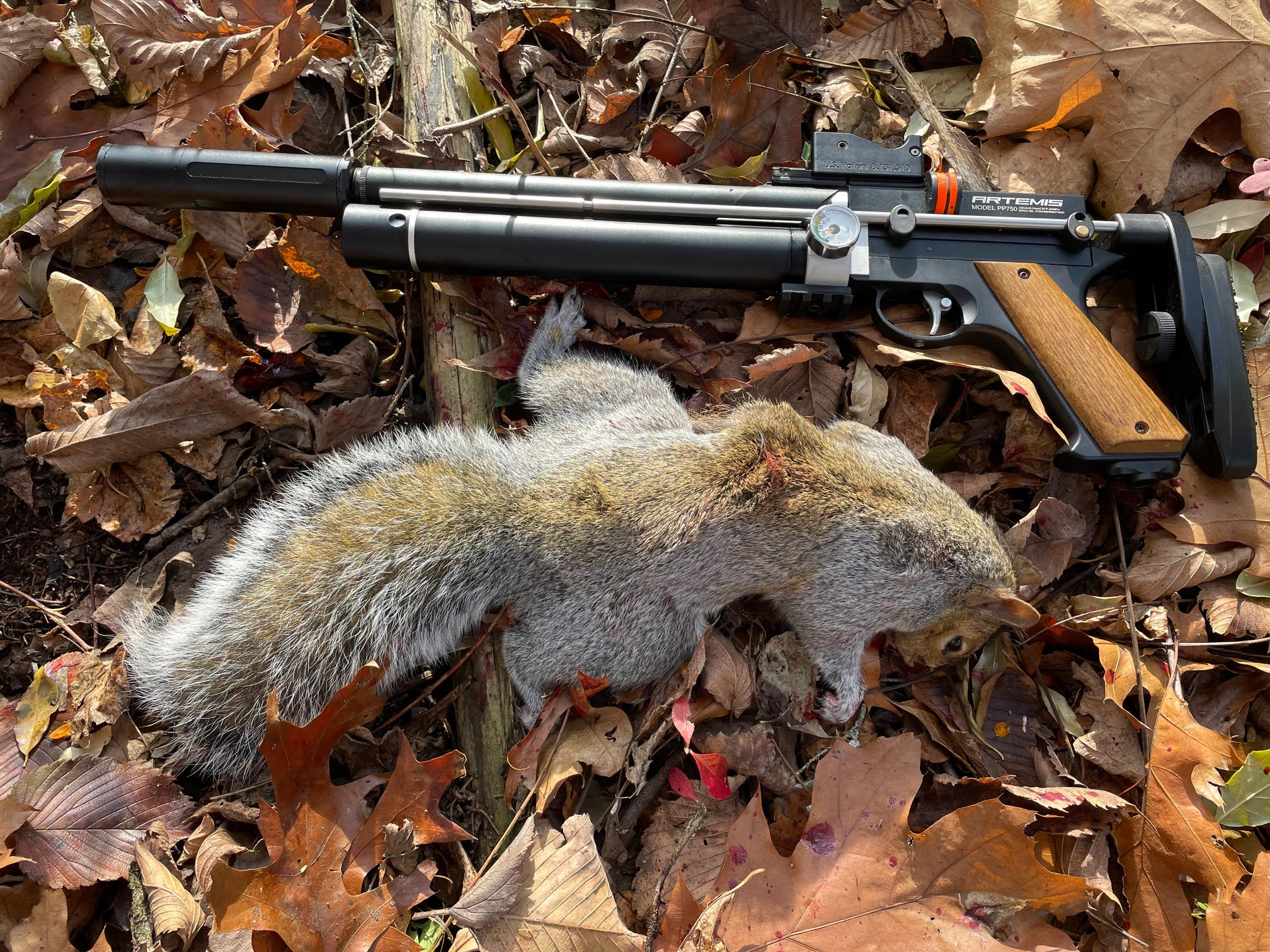 PP 750 squirrel 2.jpg