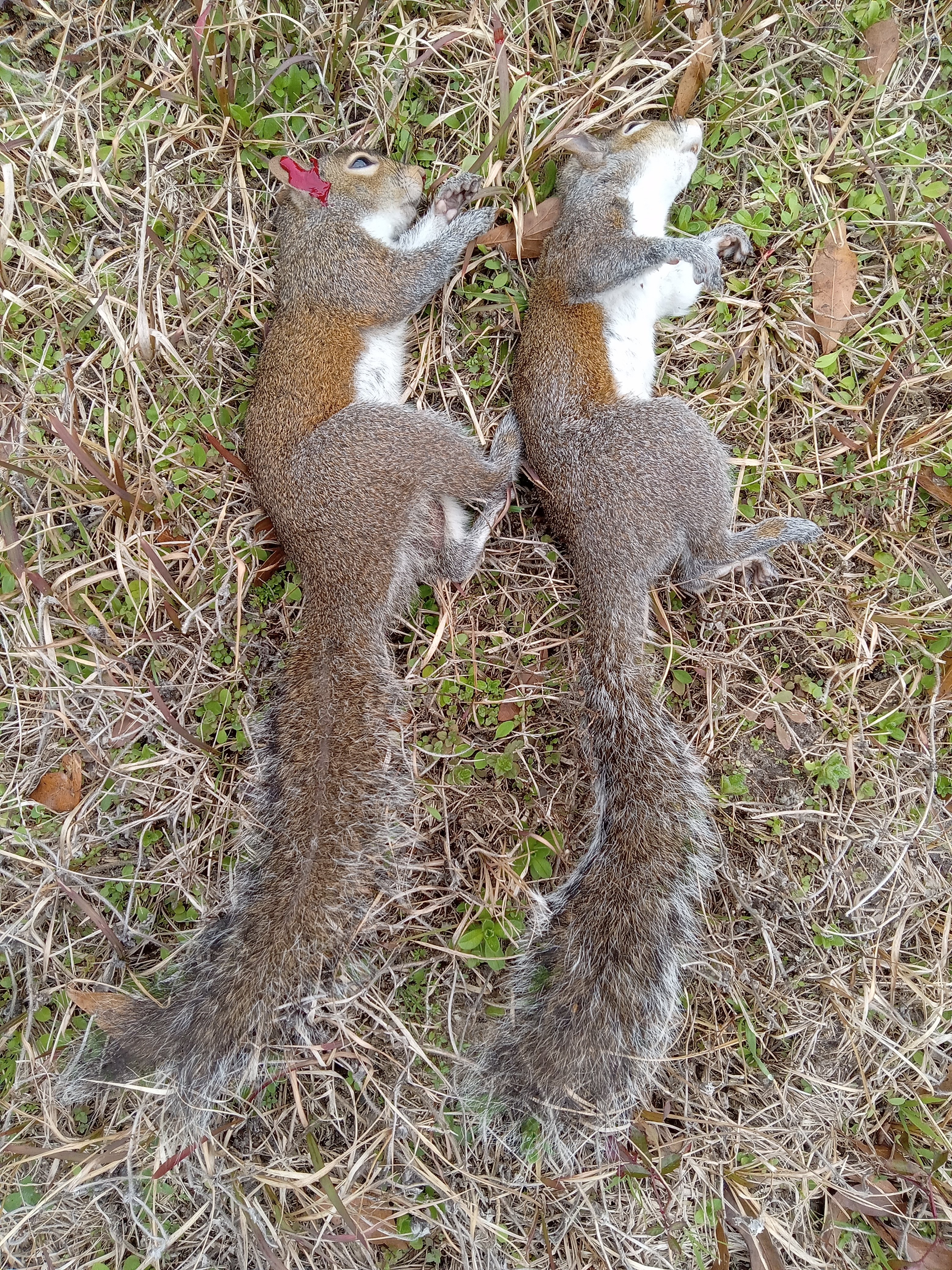 pre- squirrel gravy & bisquits.jpg